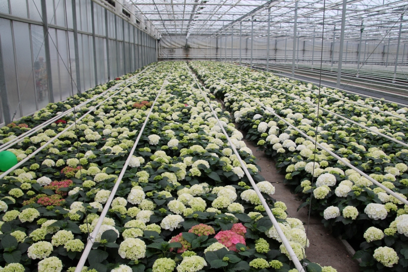 pepiniere-LA ROQUETTE SUR SIAGNE-min_nursery-hydrangea-white-flowers-greenhouse-flower-1609210-pxhere.com